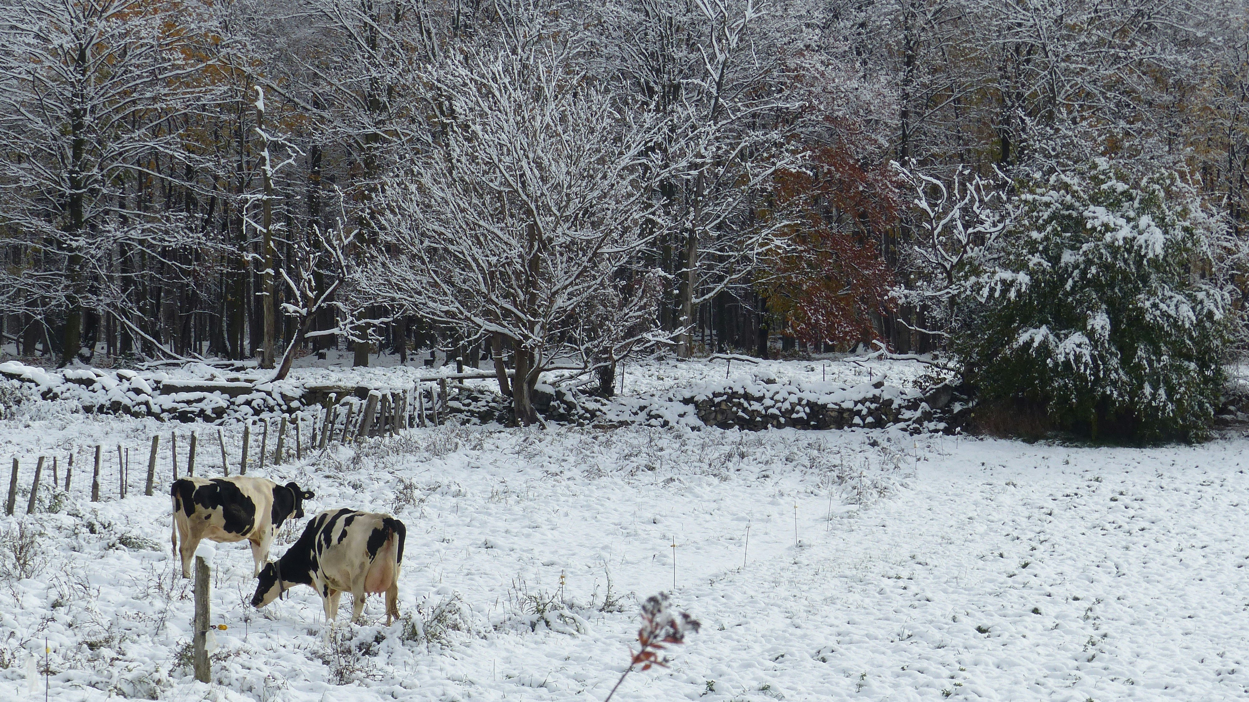 cows in a snowy field