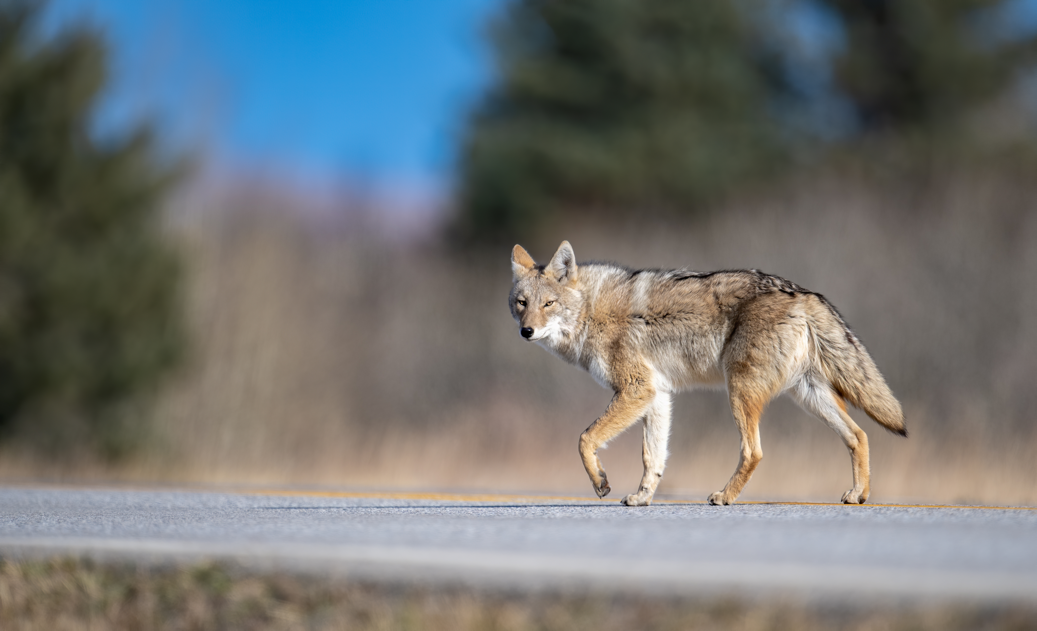 Coyote on a rural road