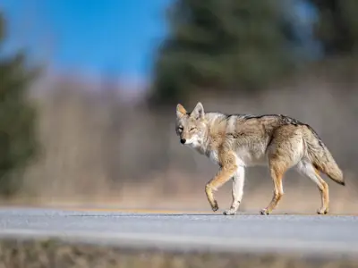 a coyote on a roadside