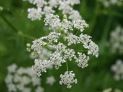 Wild chervil - a green plant with small whote flowers