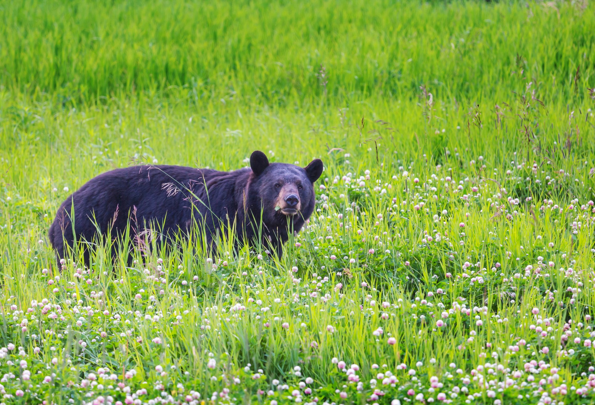 A black bear in a grassy field.