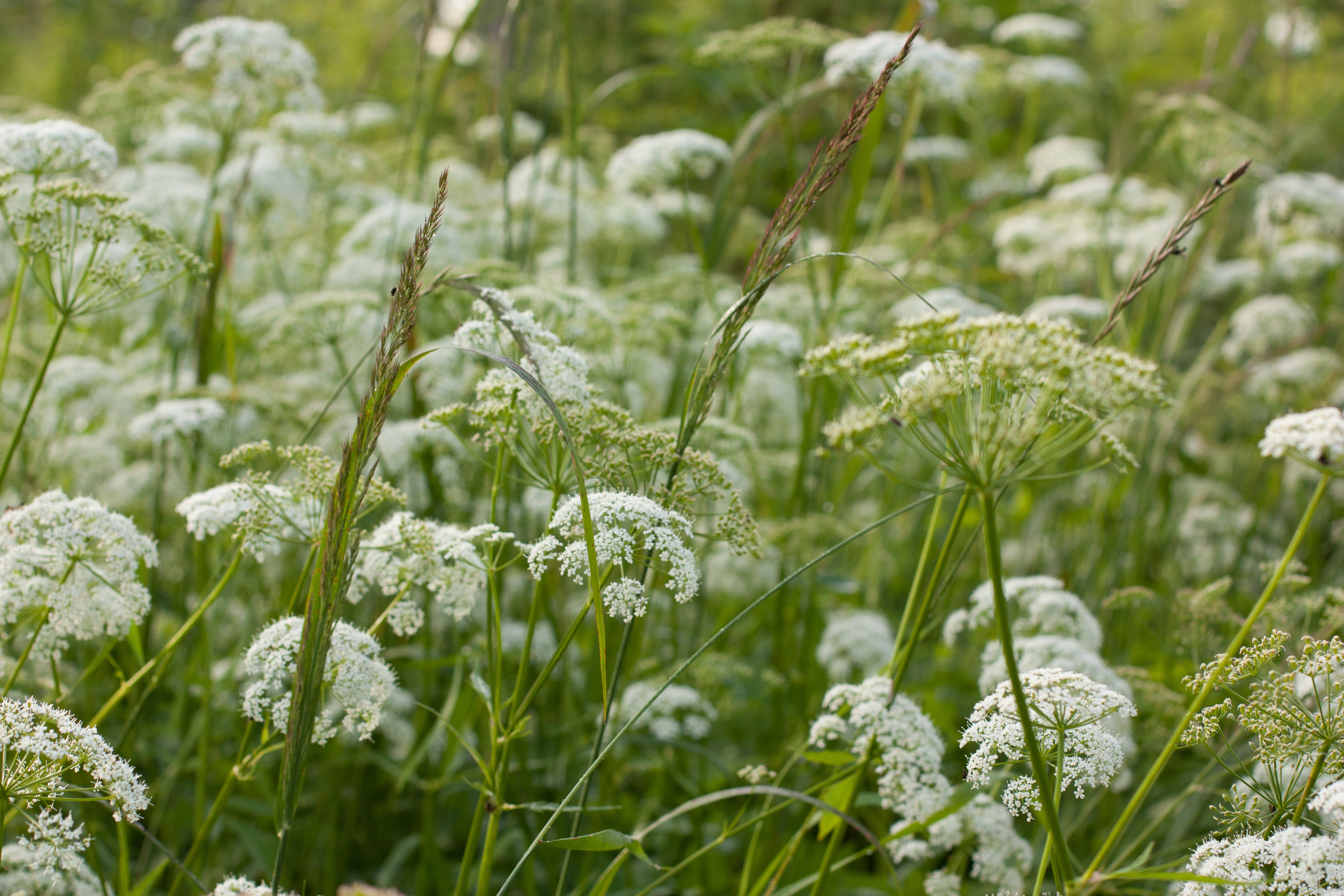 cow parsley flowers