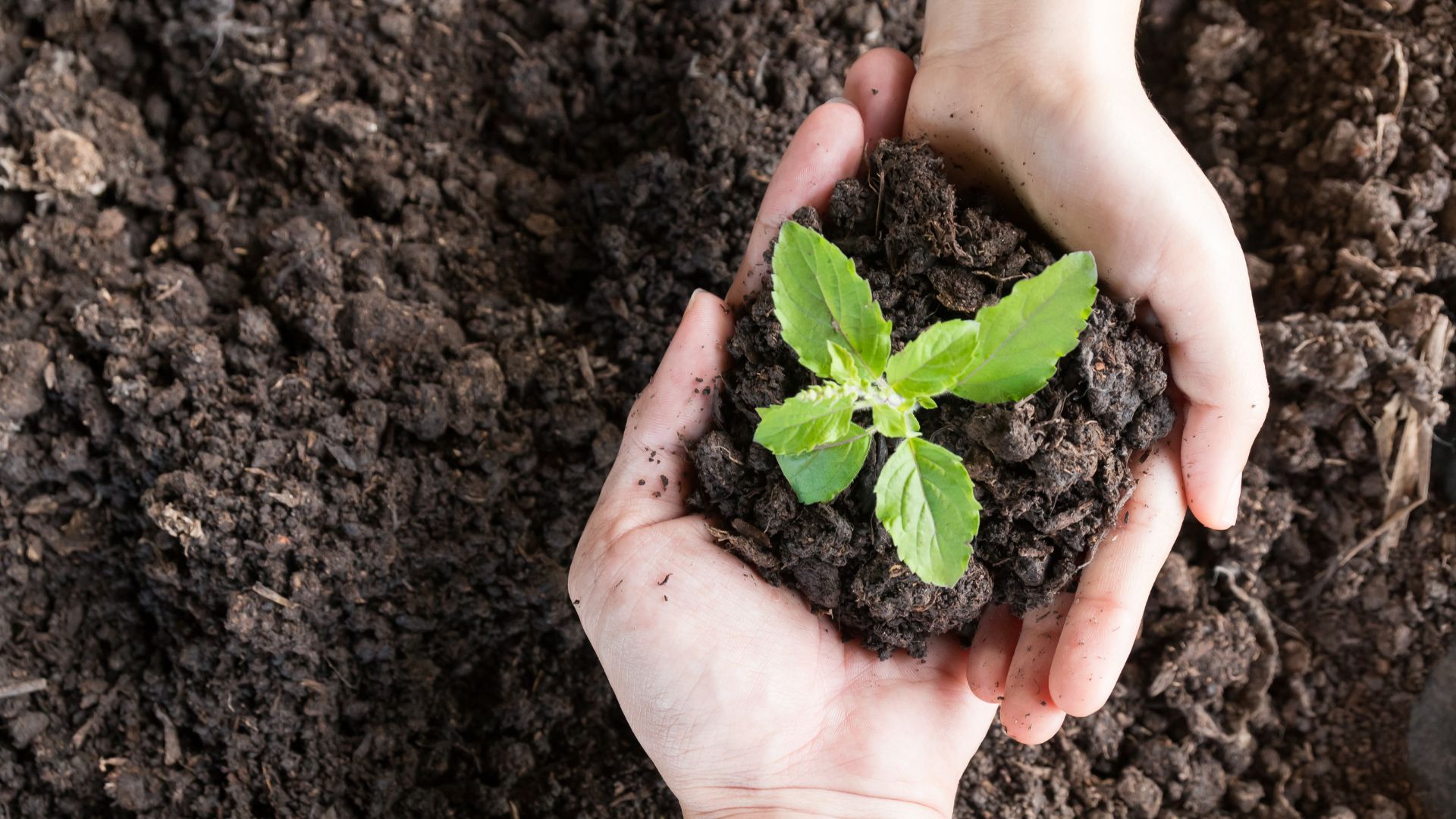 Growing plant in soil