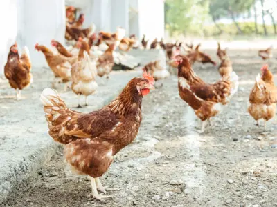 Brown chickens wandering in a coop.