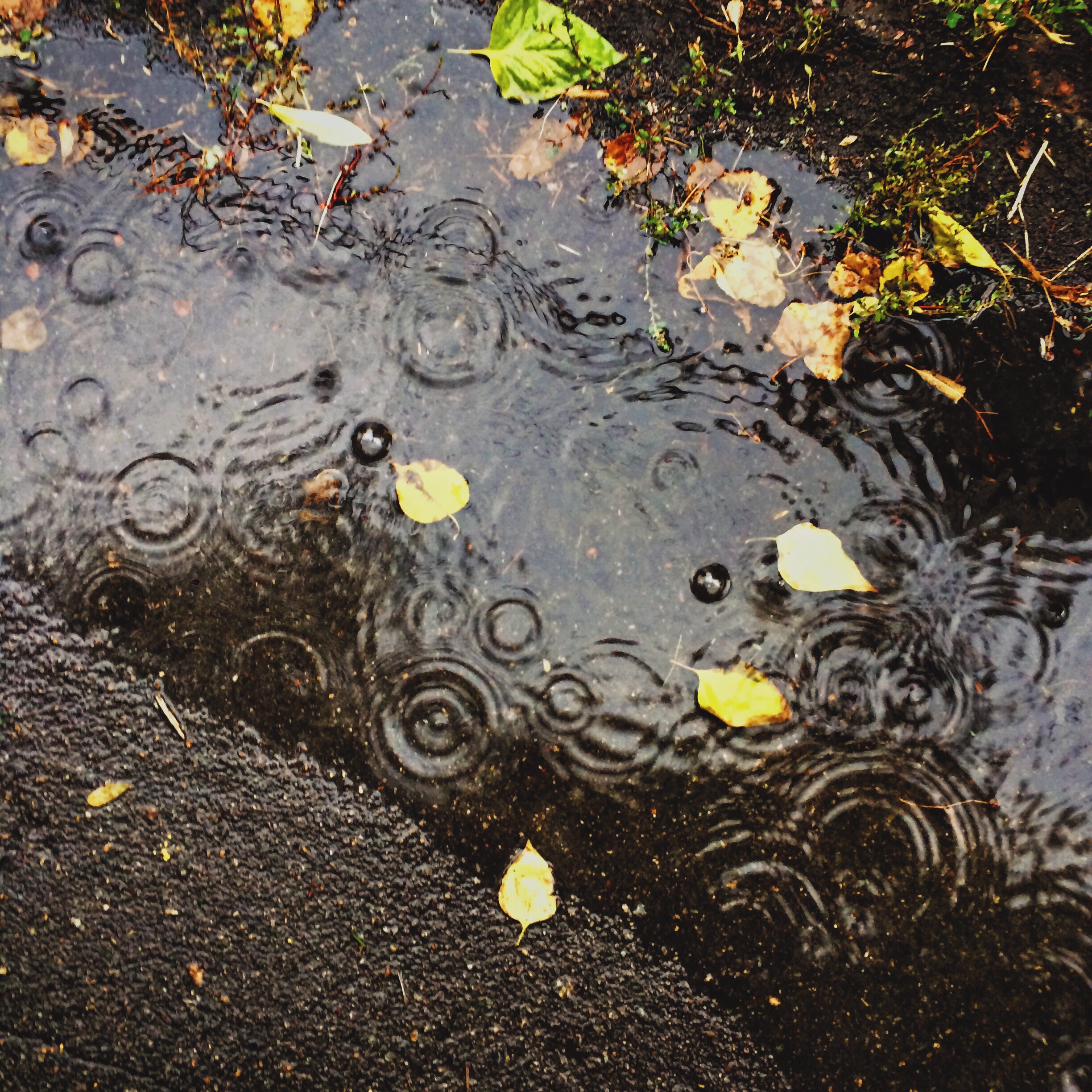 Rain puddle on road