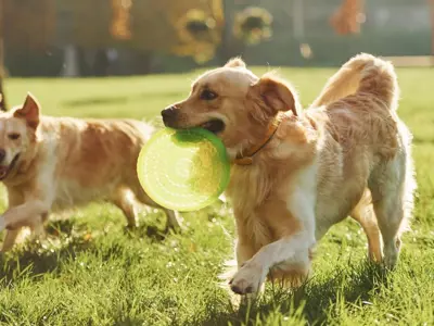 Two golden retrievers playing