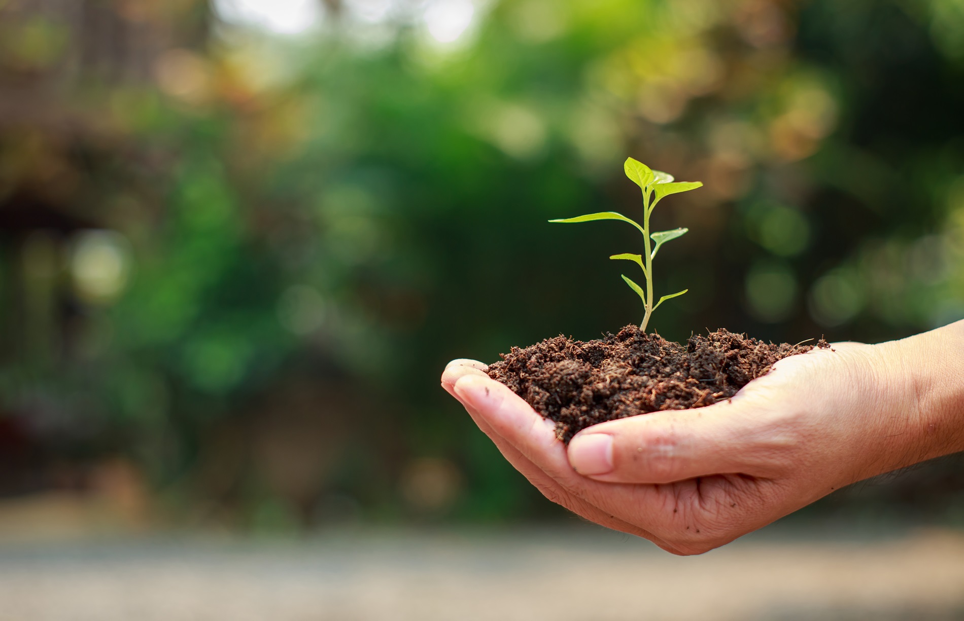 planting a seedling